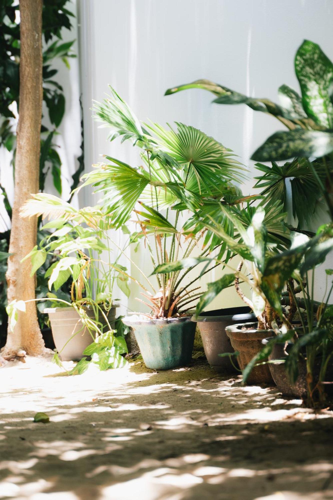 Tropicana Home Stay Baie d'Arugam Extérieur photo